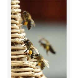 Biodiversity Hives - Practical Manual for the Benefit of Bees