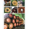 Biodiversity Hives - Practical Manual for the Benefit of Bees