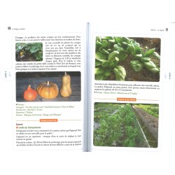 De verhoogde moestuin