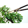 Forbici per bonsai Okatsune 206