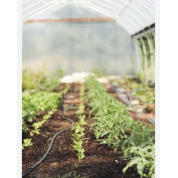 Ecological market gardening without plowing: Better production through a living soil