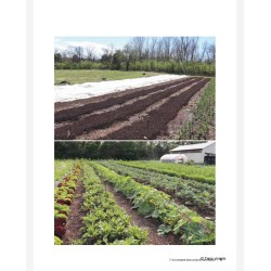 Ecological market gardening without plowing: Better production through a living soil