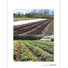 Ecological market gardening without plowing: Better production through a living soil