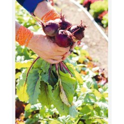 Biologische tuinbouw zonder ploegen: Beter produceren dankzij levende grond