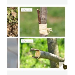 I am learning how to graft my fruit trees for abundant and flavorful harvests.