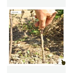 I am learning how to graft my fruit trees for abundant and flavorful harvests.