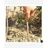 I am learning how to graft my fruit trees for abundant and flavorful harvests.