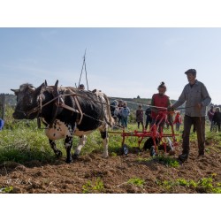 Machinisme Agricole Moderne à Traction Animale