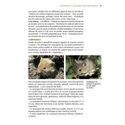 Pucerons, mildiou, limaces... : prévenir, identifier, soigner bio